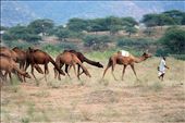 Herd of camels obediently follow the master into the open grounds.: by toshkum, Views[277]