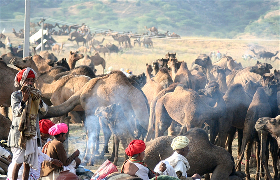 Villagers with herds of camels,horses, who come here to participate & sell.