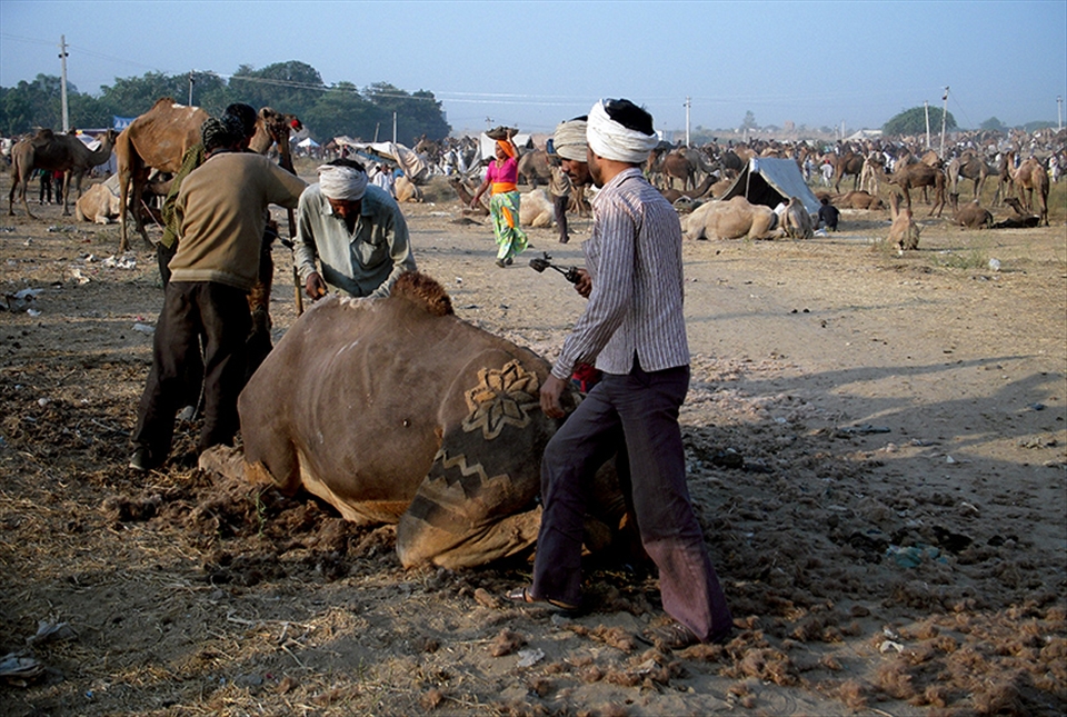 Men artistically decorate the camel for trade,woman help by cleaning up.