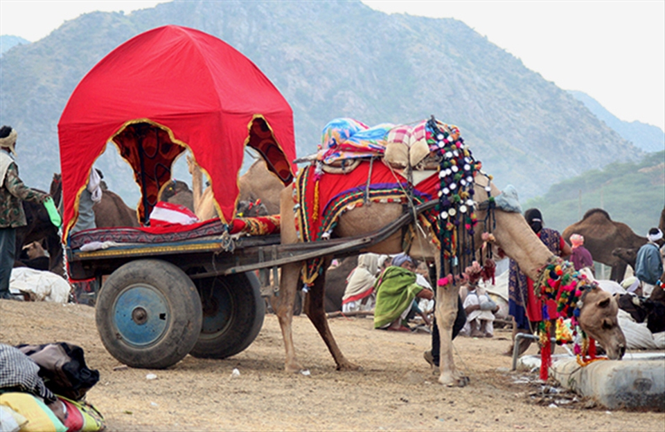  Attractive Camel rides for tourist & locals to enjoy the small town.