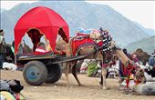  Attractive Camel rides for tourist & locals to enjoy the small town.: by toshkum, Views[301]