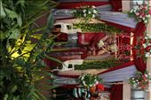 Wedding Traditional : by tradisional-wedding-landscape, Views[321]