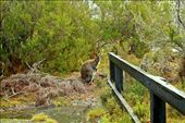 Unexpected meeting with native animals is another splendid moment in Tasmania.: by tranquillity, Views[578]