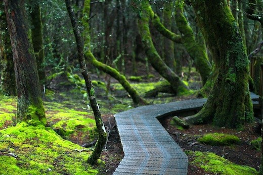 Respecting nature to preserve biodiversity in Enchanted Walk, Cradle Mountain.