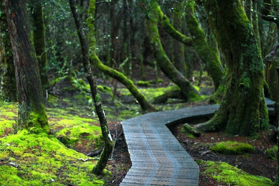 Respecting nature to preserve biodiversity in Enchanted Walk, Cradle Mountain.
