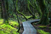 Respecting nature to preserve biodiversity in Enchanted Walk, Cradle Mountain.: by tranquillity, Views[1728]