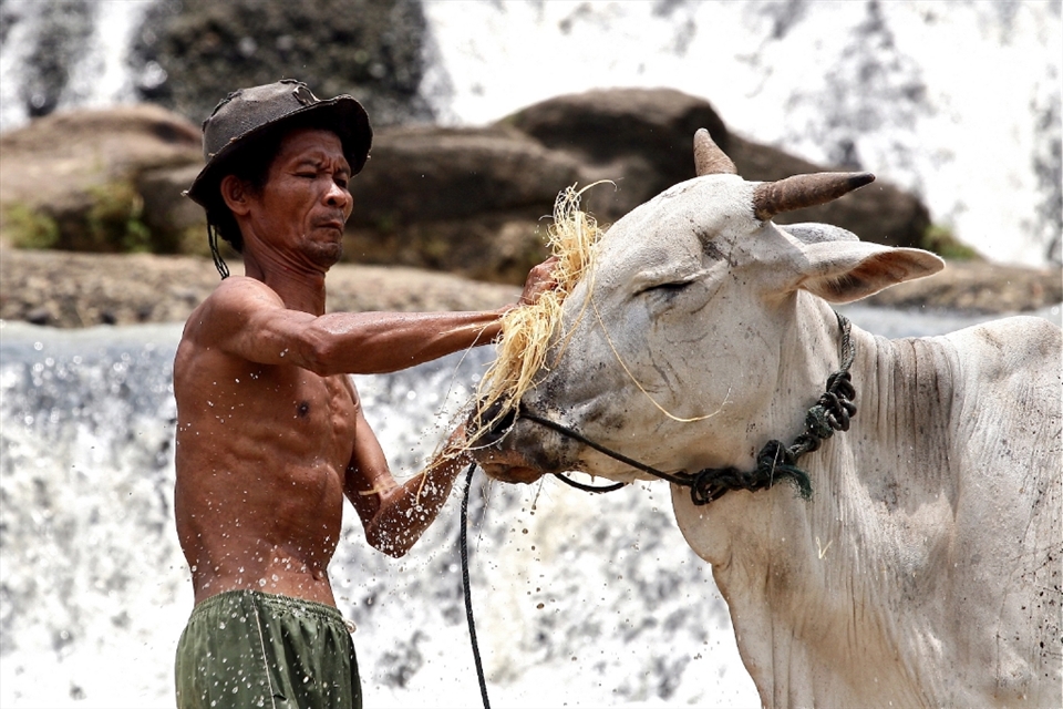 The topography of Gunungkidul consists of three main characters: alluvial land in the north part, fertile plateau in the middle, and karts hills full of limestone in the south part. This effects to the various drainage systems. In Beji village, Ngawen, as part of the north Gunungkidul, the villagers are lucky enough to have shallow aquifer in limited quantity. They maintain to use the river flow, Kali Jurug, for their daily need by employ a local wisdom management: the highest area of the river for cooking, the middle one for human other needs like bathing, and the lowest is for their cattle.