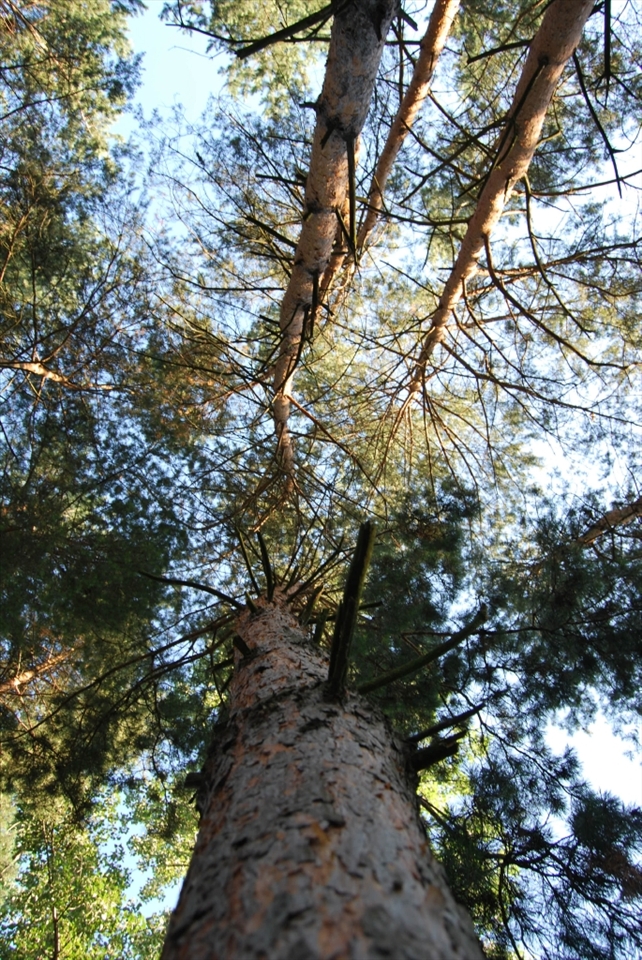 Tree that will become soon wood, for Maria's family to survive the cold romanian winter.