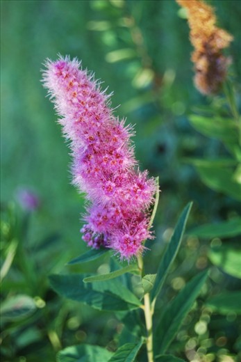 The astilbes, beautiful flowers that Maria is useing to freshen up the house, especially on Sunday.