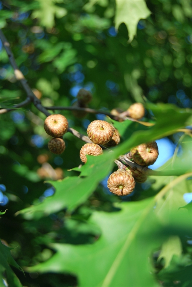 The achenes, used by Maria to feed her animals in her farm.