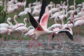 Red - Naivasha Lake: by travel-diary, Views[260]