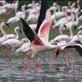 Red - Naivasha Lake: by travel-diary, Views[252]