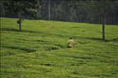Green - Rift valley: by travel-diary, Views[306]