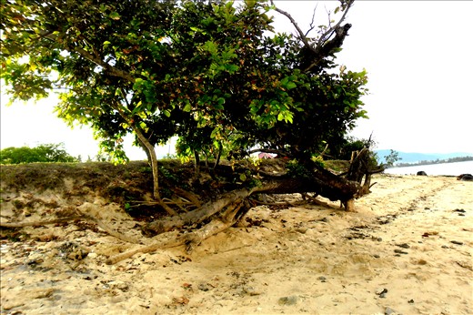 Plants that grow along the white sand shores are in full bloom in the island.