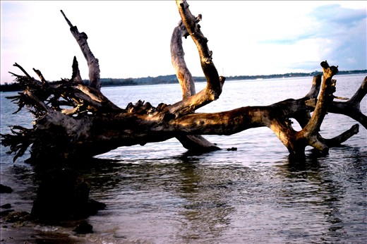An uprooted tree becomes an interesting piece in the already magnificent island.