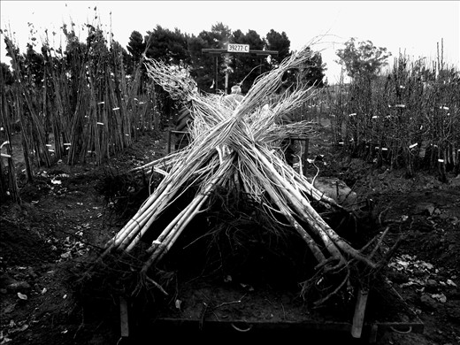 Ken, Nursery hand (Griffith NSW)