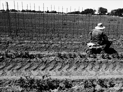 Rob, Nursery hand (Griffith NSW)