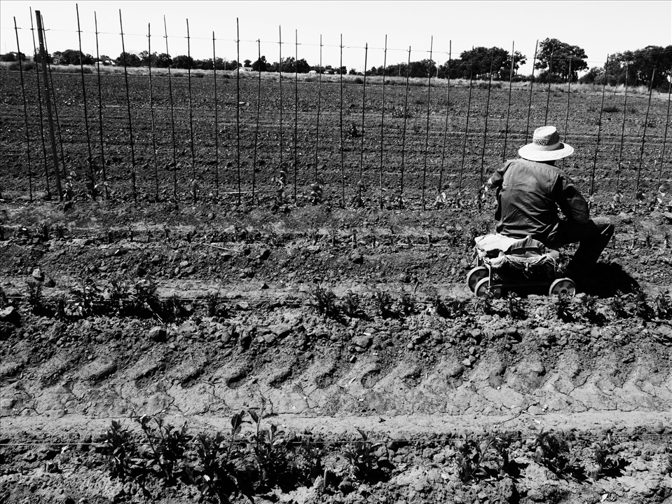 Rob, Nursery hand (Griffith NSW)