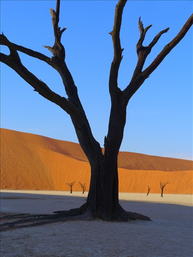 Namibia - isolated & dry. 900 years ago water fed this now petrified tree.