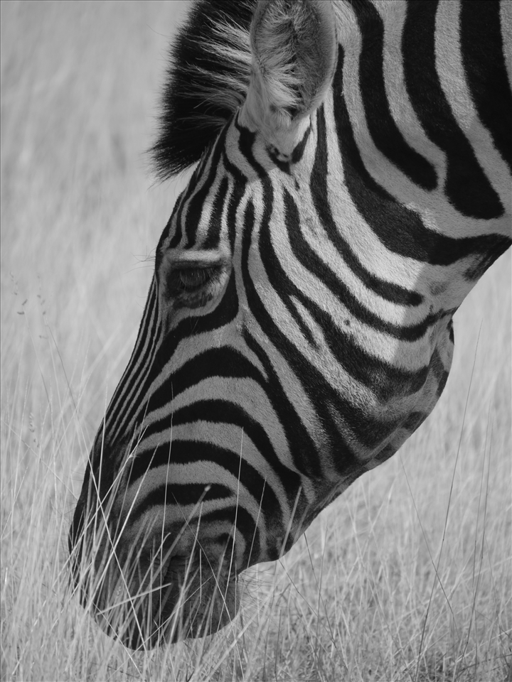 Water dictates animal behaviour. There are no large herds, just small groups.