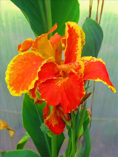 Flowers of the bath house 