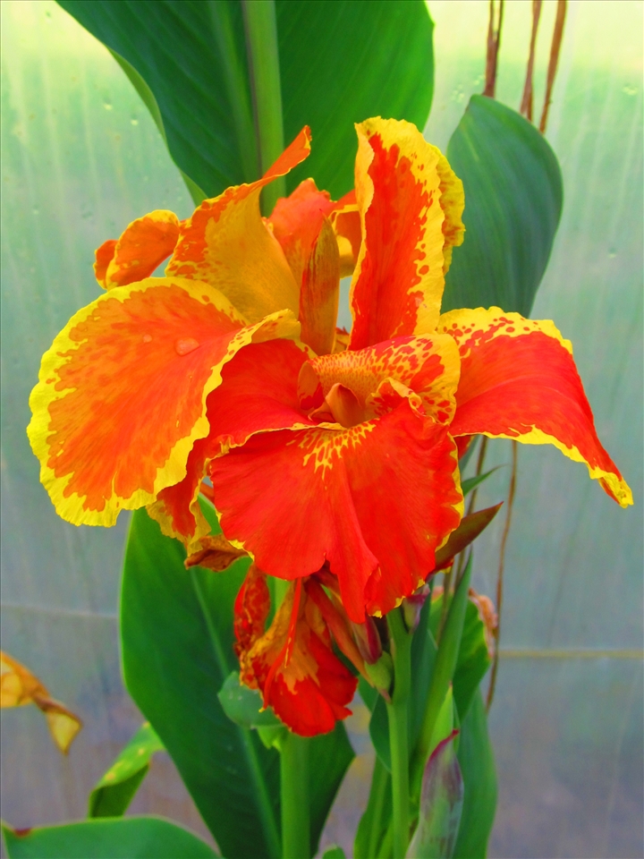 Flowers of the bath house 