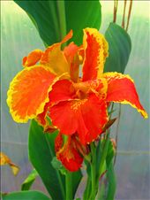 Flowers of the bath house : by travelerjosh, Views[238]