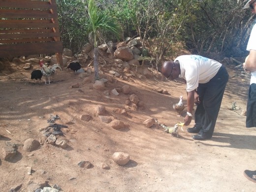 Iguana farm - they eat bananas!