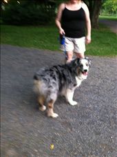 dog: by traveling-bunny, Views[132]