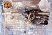 An owl is trapped at the Jogjakarta bird market.: by travella, Views[400]