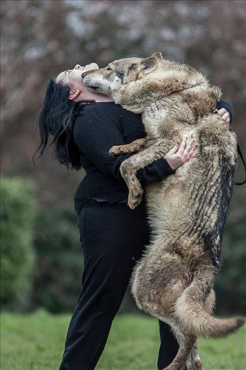 Wolf cuddles are amazing!