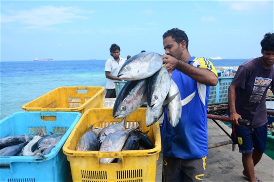Sustainable tuna fishing in Maldives