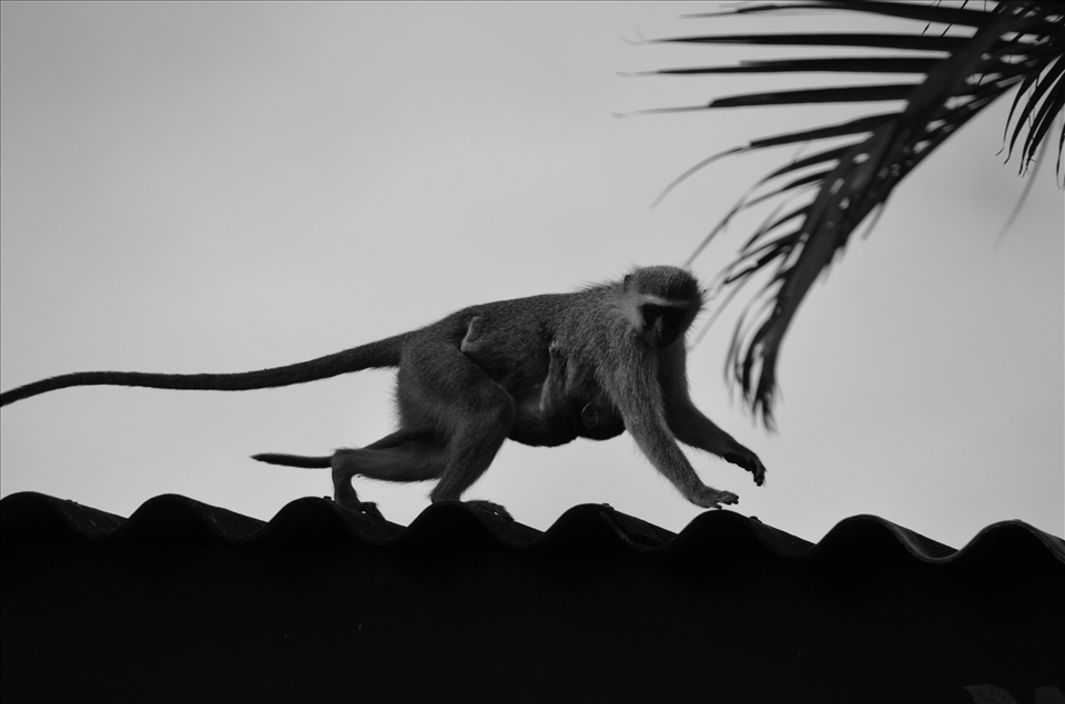 Monkey mamma and baby