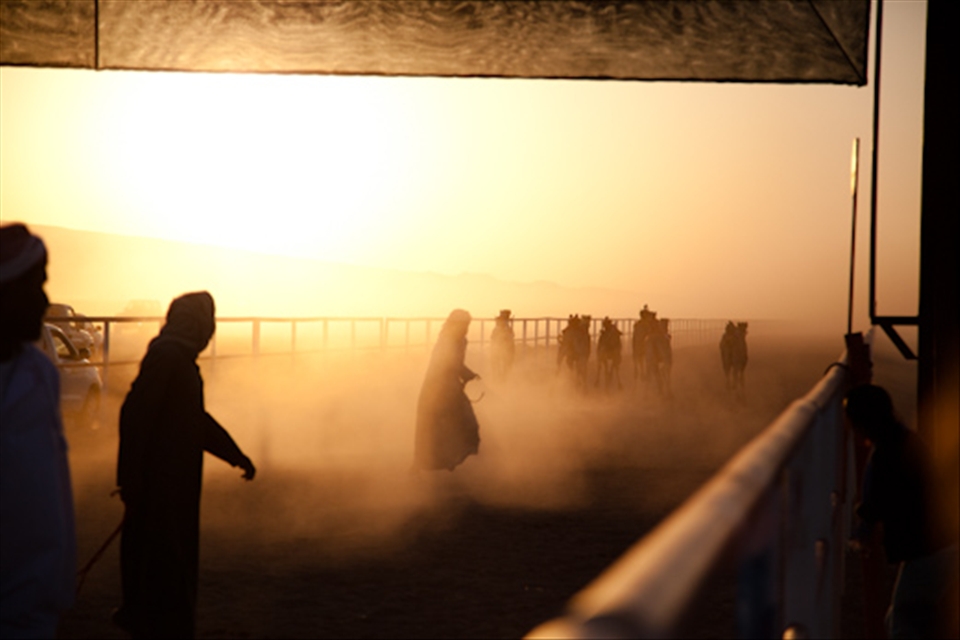 Flocks of four wheels follow camel races at dawn in the isolated town of Adam. 