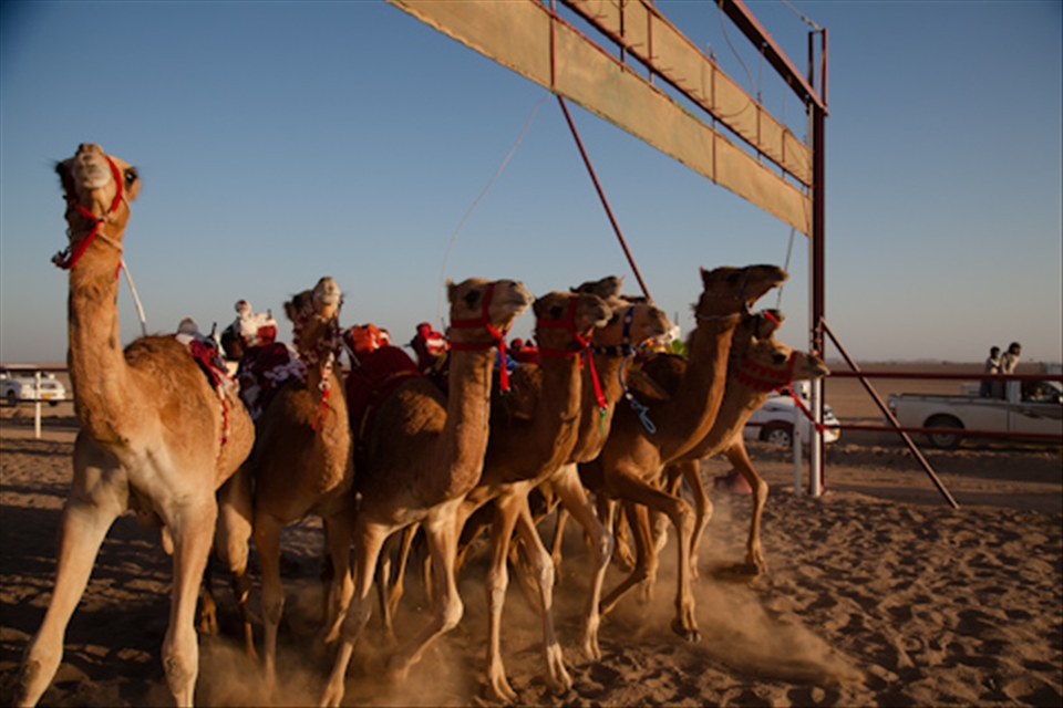 Radio controlled whips have taken the place of young jockeys in this old sport
