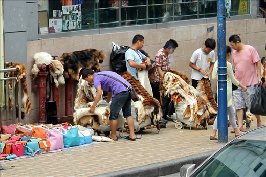 As China’s economies scale in size, even former markets on the fringe like the selling of exotic animal parts for Traditional Chinese Medicine are pushed into the open. 