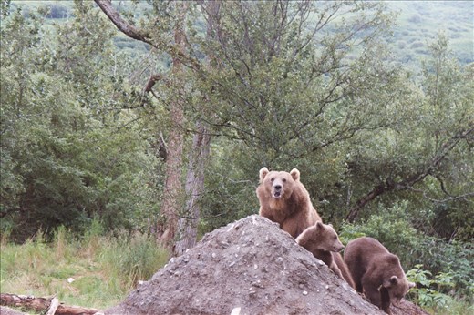 Kodiak Brown Bear with her Cubs, 2008