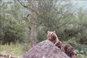 Kodiak Brown Bear with her Cubs, 2008: by trcejjo2, Views[286]