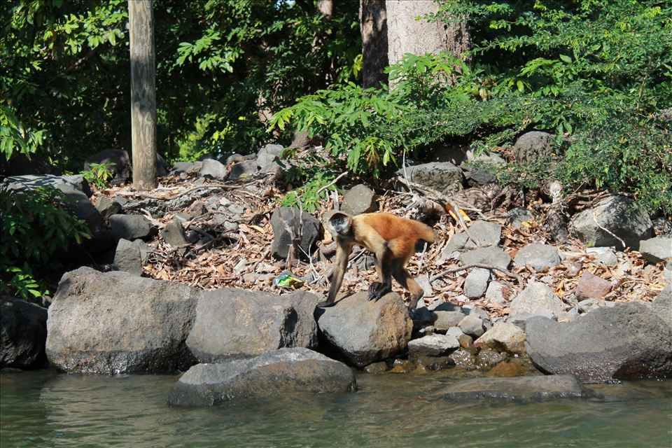 Angry Spider Monkey,  2012