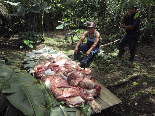 A sacrifice for 12 of Oct in Katchabri, Bri-Bri Tribe, 2011