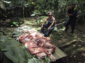A sacrifice for 12 of Oct in Katchabri, Bri-Bri Tribe, 2011: by trcejjo2, Views[361]