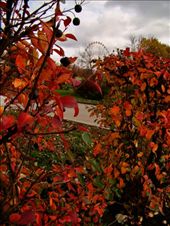 Far in the background is the huge ferris wheel in the amusement park: by treefrog, Views[145]