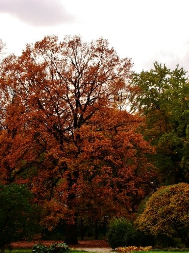 Love the colours of autumn!!1