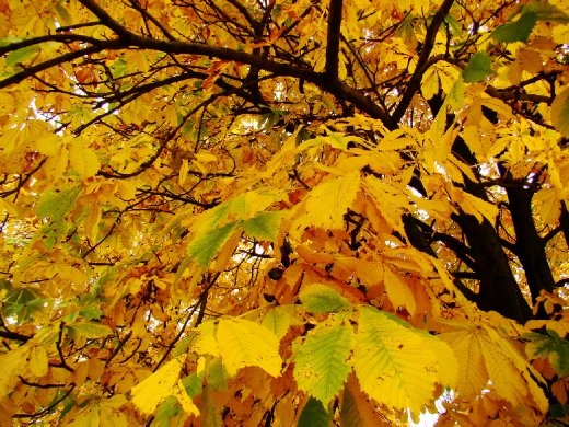 I just love the colours of autumn