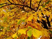 I just love the colours of autumn: by treefrog, Views[2343]