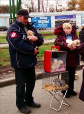 On the way to the exhibition center you can even buy a cat!!: by treefrog, Views[139]