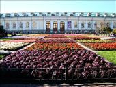 The Alexander Gardens in front of the Kremlin: by treefrog, Views[124]
