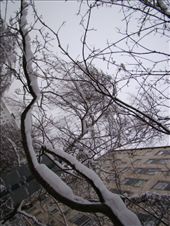 Oh beautiful snow!!: by treefrog, Views[162]