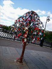 One of the metal lock covered trees on “Love Bridge”.: by treefrog, Views[282]