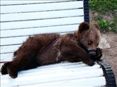 A baby bear cub!!! Never thought Id see this in St Petersburg!!: by treefrog, Views[228]